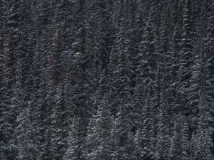 Превью обои деревья, снег, вершины, лес