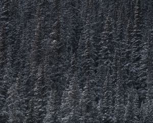 Превью обои деревья, снег, вершины, лес