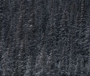 Превью обои деревья, снег, вершины, лес