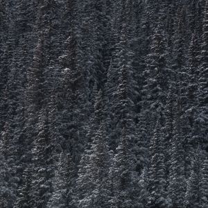 Превью обои деревья, снег, вершины, лес