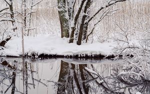 Превью обои деревья, снег, ветки, отражение, река, зима