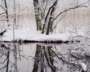 Превью обои деревья, снег, ветки, отражение, река, зима