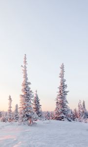 Превью обои деревья, снег, заснеженный, зима, светлый