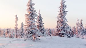 Превью обои деревья, снег, заснеженный, зима, светлый