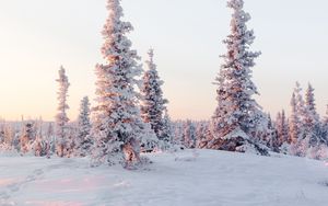 Превью обои деревья, снег, заснеженный, зима, светлый