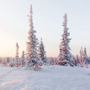 Превью обои деревья, снег, заснеженный, зима, светлый