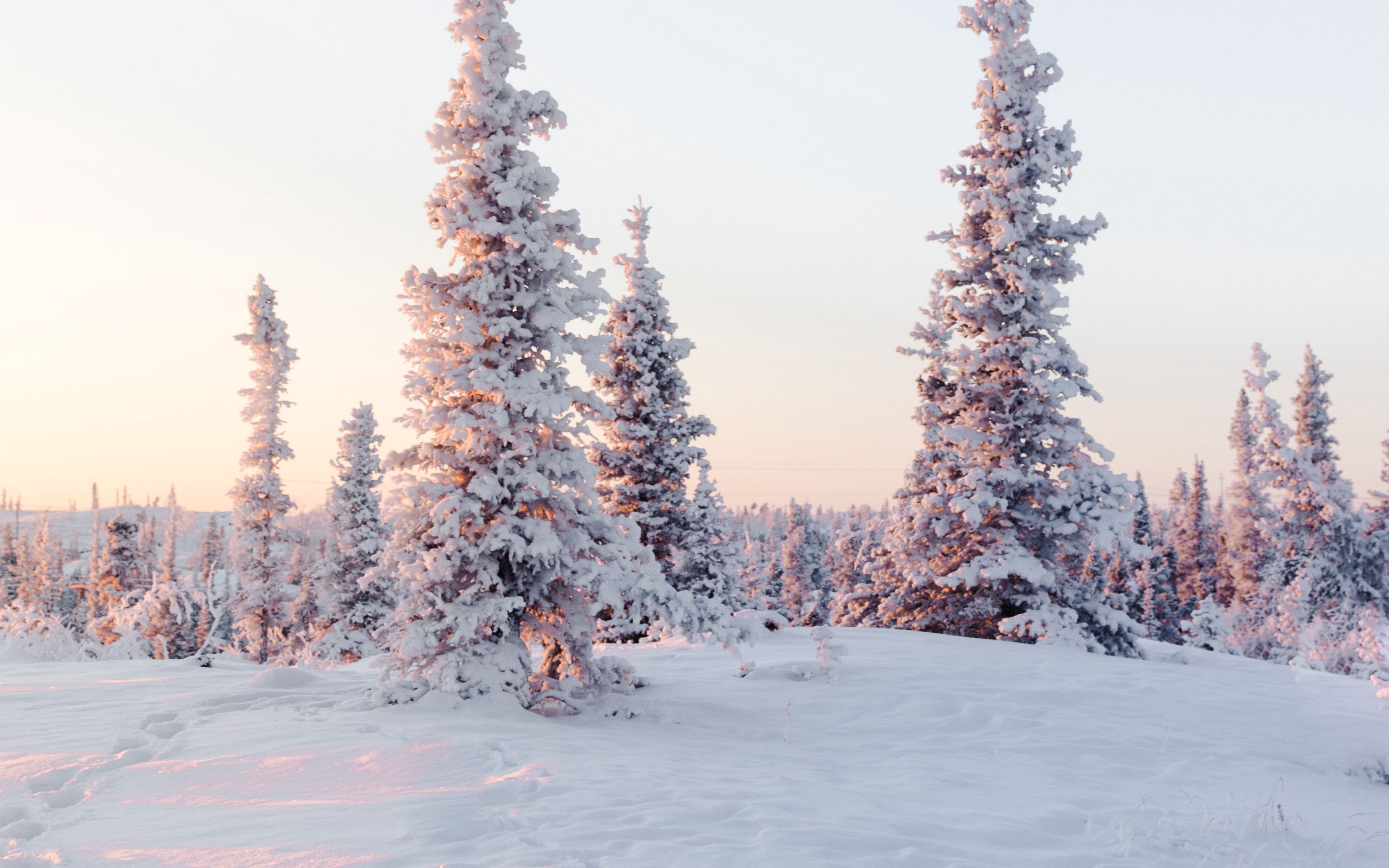 Сибирский лес зима