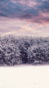 Превью обои деревья, снег, заснеженный, зима, лес