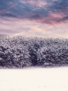 Превью обои деревья, снег, заснеженный, зима, лес