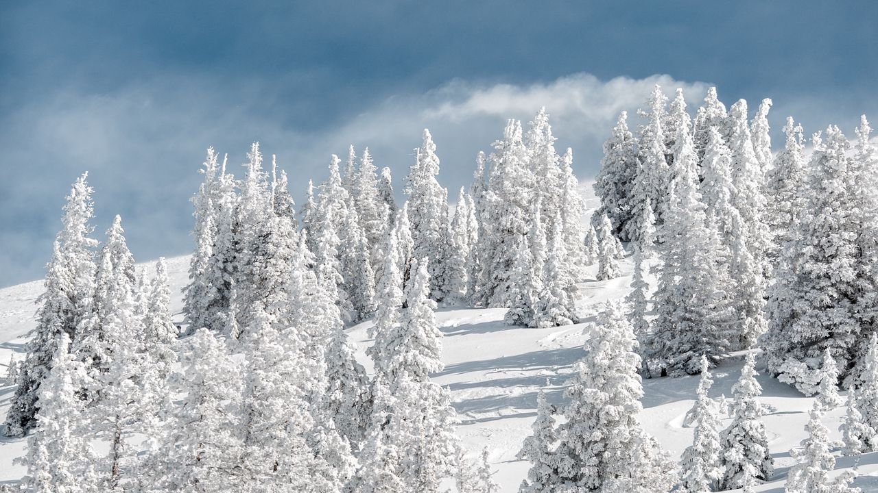 Обои деревья, снег, заснеженный, зима, небо, возвышенность