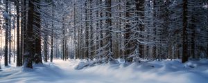 Превью обои деревья, снег, заснеженный, лес