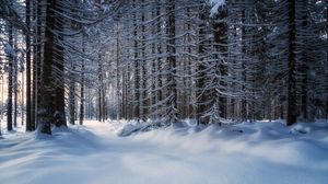 Превью обои деревья, снег, заснеженный, лес