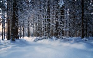 Превью обои деревья, снег, заснеженный, лес