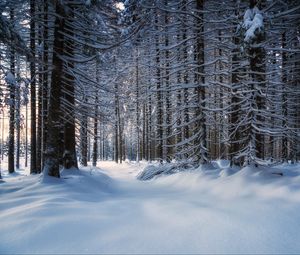 Превью обои деревья, снег, заснеженный, лес