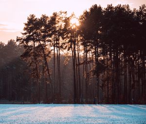 Превью обои деревья, снег, зима, пейзаж, природа, солнце