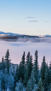 Превью обои деревья, снег, зима