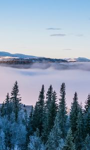 Превью обои деревья, снег, зима