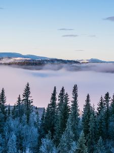 Превью обои деревья, снег, зима