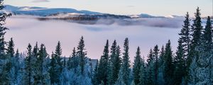 Превью обои деревья, снег, зима