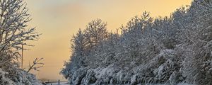 Превью обои деревья, снег, зима, природа, пейзаж, белый