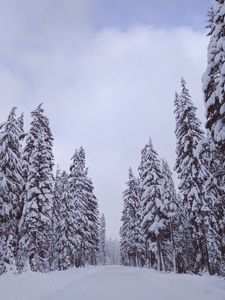 Превью обои деревья, снег, зима