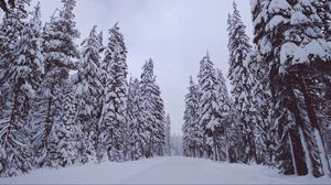 Превью обои деревья, снег, зима
