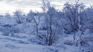 Превью обои деревья, снег, зима, заснеженный