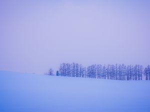 Превью обои деревья, снег, зима, минимализм, горизонт
