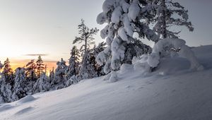 Превью обои деревья, снег, зима, заснеженный, закат, сугробы