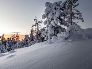 Превью обои деревья, снег, зима, заснеженный, закат, сугробы