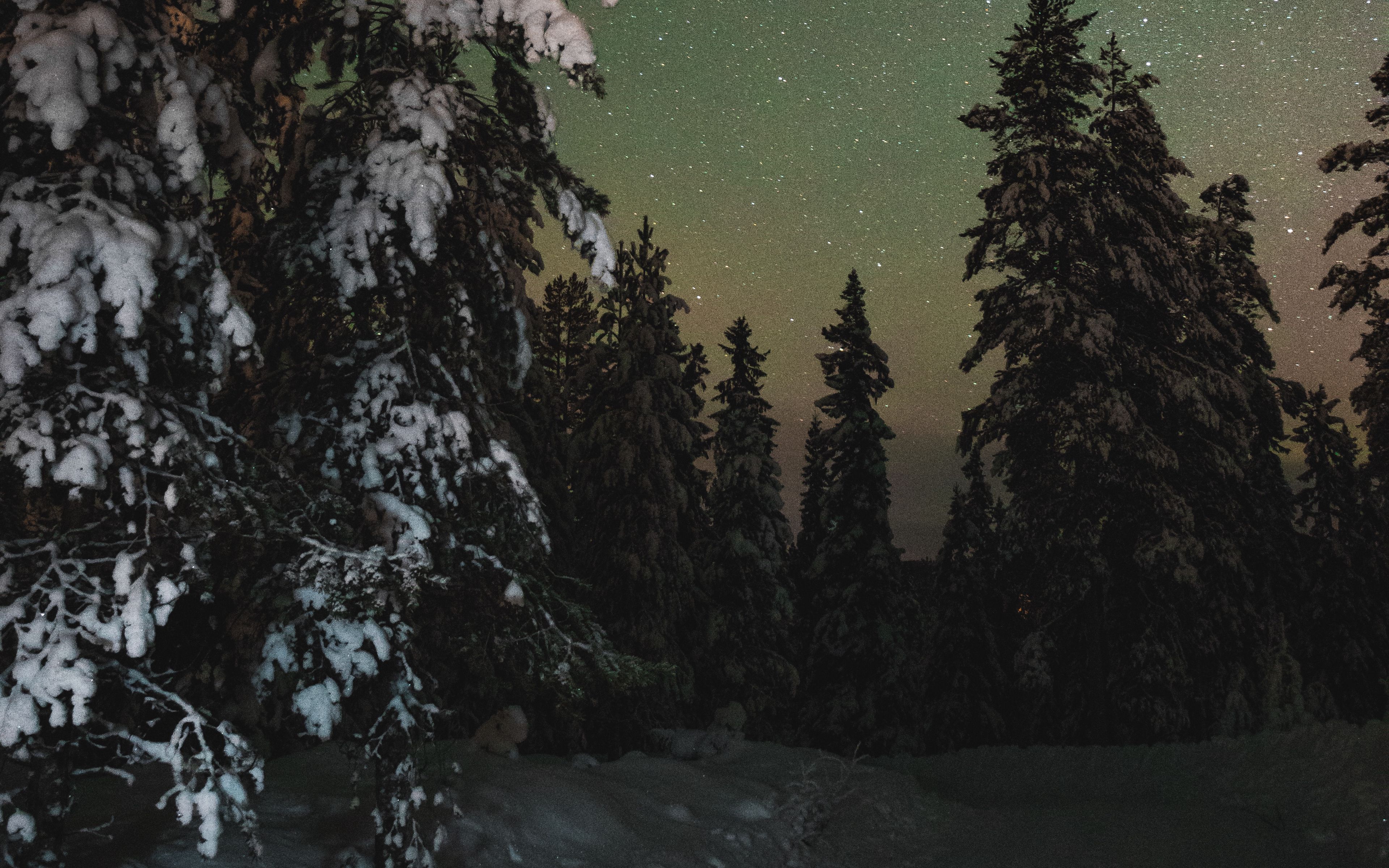 Зима лес ночь