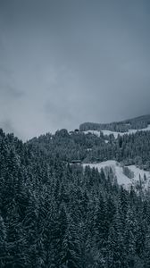 Превью обои деревья, снег, зима, заснеженный, вид сверху, лес