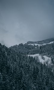Превью обои деревья, снег, зима, заснеженный, вид сверху, лес