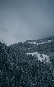 Превью обои деревья, снег, зима, заснеженный, вид сверху, лес