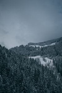 Превью обои деревья, снег, зима, заснеженный, вид сверху, лес