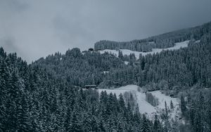 Превью обои деревья, снег, зима, заснеженный, вид сверху, лес