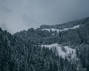 Превью обои деревья, снег, зима, заснеженный, вид сверху, лес