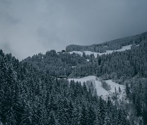 Превью обои деревья, снег, зима, заснеженный, вид сверху, лес