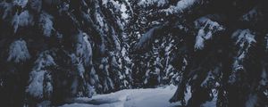 Превью обои деревья, снег, зима, тропинка, лес, заснеженный