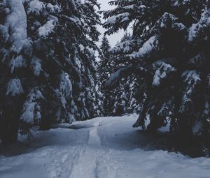 Превью обои деревья, снег, зима, тропинка, лес, заснеженный