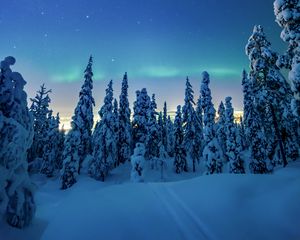 Превью обои деревья, снег, зима, ночь, пейзаж