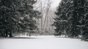 Превью обои деревья, снег, зима, пейзаж