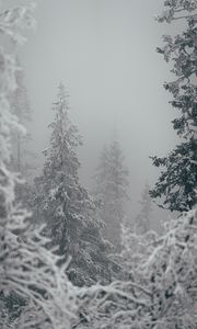 Превью обои деревья, снег, зима, метель