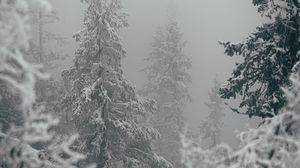 Превью обои деревья, снег, зима, метель