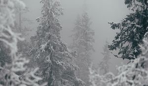 Превью обои деревья, снег, зима, метель