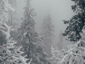 Превью обои деревья, снег, зима, метель