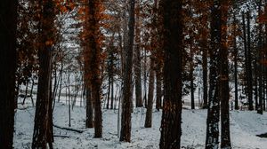 Превью обои деревья, снег, зима, лес