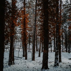 Превью обои деревья, снег, зима, лес