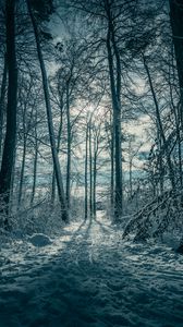 Превью обои деревья, снег, зима, природа