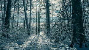 Превью обои деревья, снег, зима, природа